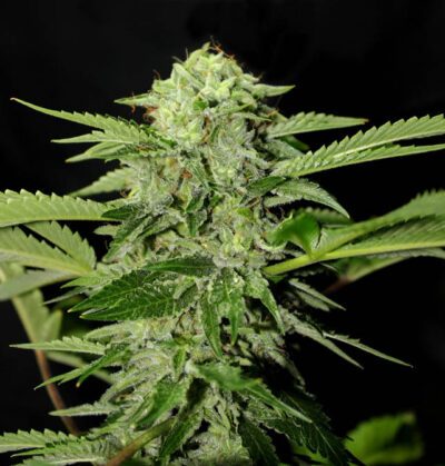 Txees Bilbo - Imagen 2
