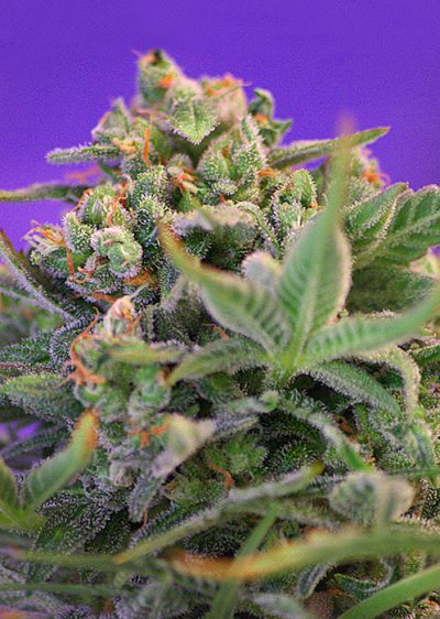 Sweet Cheese - Imagen 2