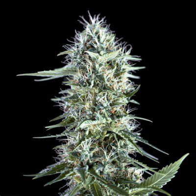 OG Lemon Bilbo - Imagen 2