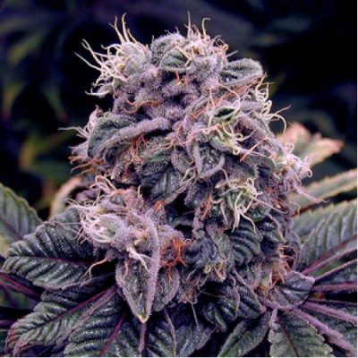 Blue Berry - Imagen 2
