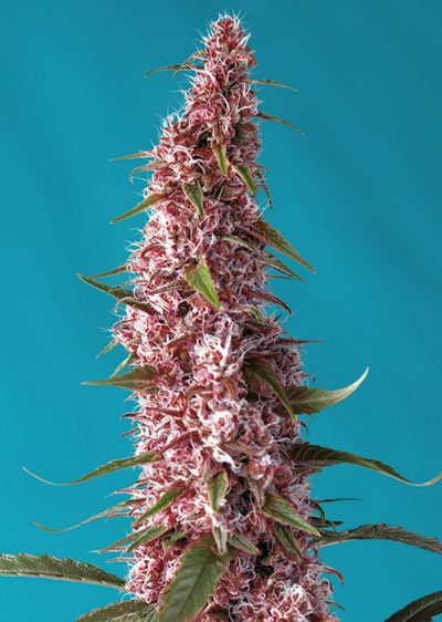 Red Pure Auto CBD - Imagen 2