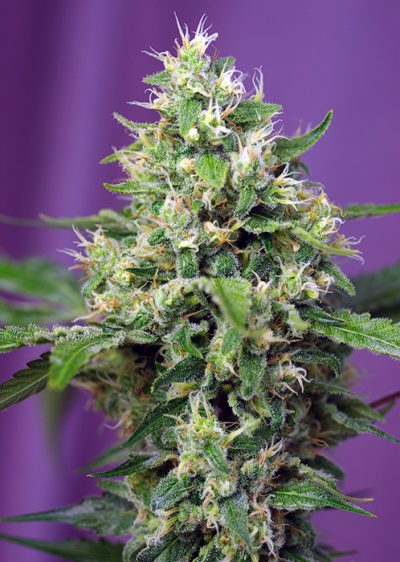 Sweet Amnesia Haze XL Auto - Imagen 2