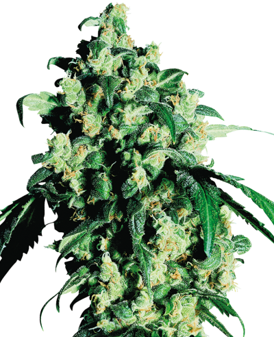Super Skunk - Imagen 2