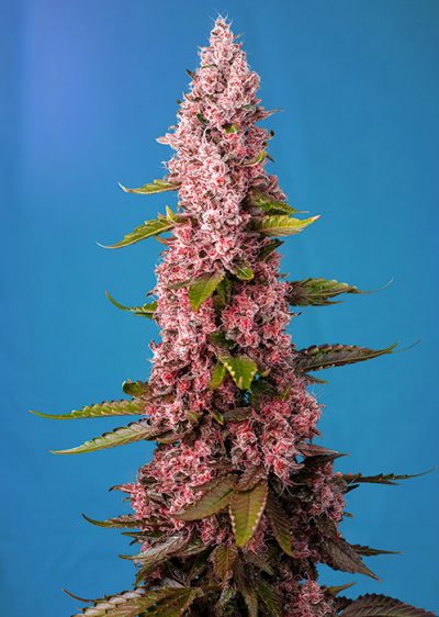 Red Hot Cookies - Imagen 2
