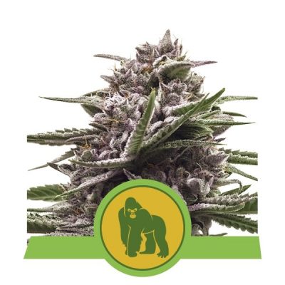 Royal Gorilla Automatic - Imagen 2